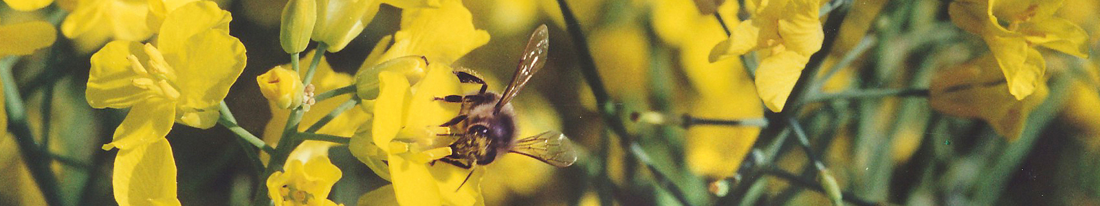 Eine Biene auf gelber Blume ©DLR